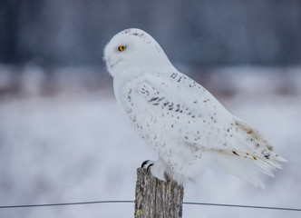 snow owl profile smiling 
