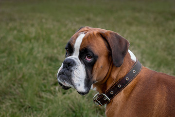 Dog breed German boxer