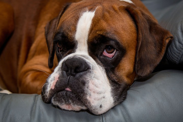 Dog breed German boxer