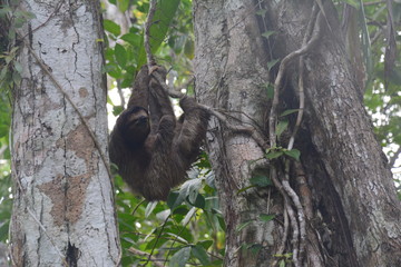 Paresseux Bocas del Toro Panama - Sloth Carenero island Panama
