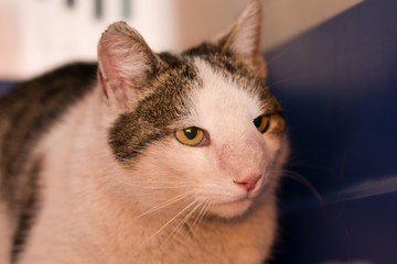 Cat with nasal tumor