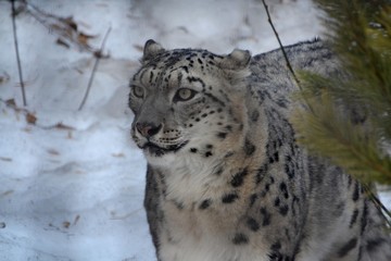 Snow leopard for spruce