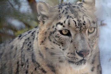 Snow leopard on a sunny day