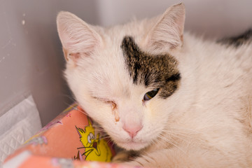 cat with one eye closed because of conjunctivitis