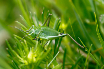 Green Grasshopper