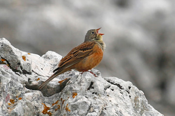 Ortolan Bunting Calling