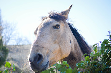 Animales y naturaleza en españa