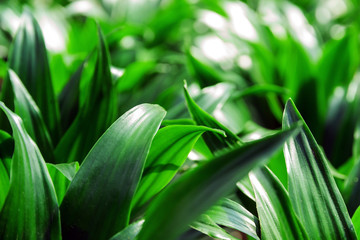 Tropical jungle green leaf leaves - Nature jungle plants
