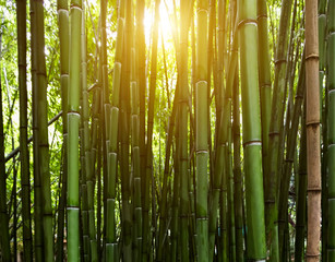 Bamboo green trees growing tropical sun