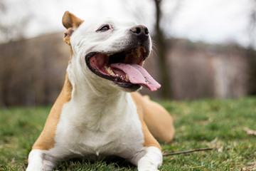 Friendly Dog having a big smile