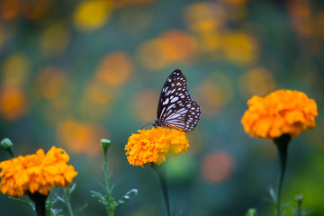 Blue Spotted Milkweed Butterfly sitting on the Marigold flower plants and drinking Nectar