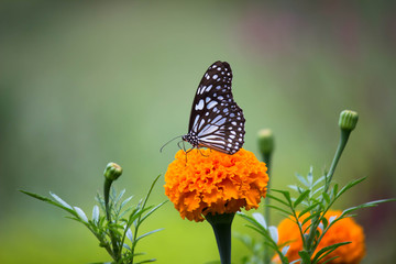 Blue Spotted Milkweed Butterfly sitting on the Marigold flower plants and drinking Nectar
