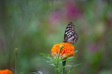 Fototapeta na wymiar Blue Spotted Milkweed Butterfly sitting on the Marigold flower plants and drinking Nectar
