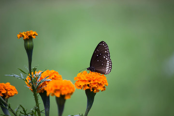 The Common Crow Butterfly Sitting on the Flower Plant and Drinking Nectar