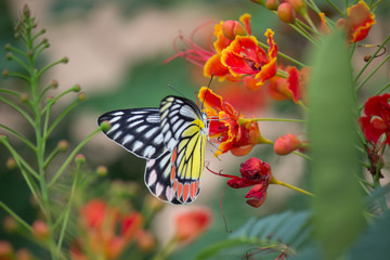 Jezebel Butterfly Sitting On the Flower Plant and Drinking Nectar