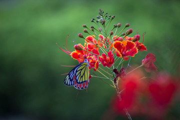 Jezebel Butterfly Sitting On the Flower Plant and Drinking Nectar