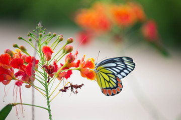 Jezebel Butterfly Sitting On the Flower Plant and Drinking Nectar