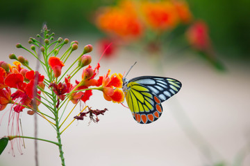 Jezebel Butterfly Sitting On the Flower Plant and Drinking Nectar