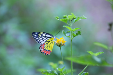 Jezebel Butterfly Sitting On the Flower Plant and Drinking Nectar