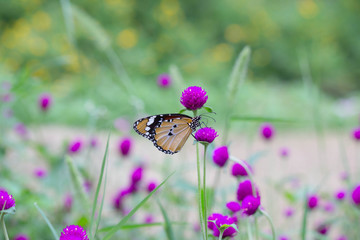 The Plain Tiger butterfly sitting on the flower plants in its natural habitat