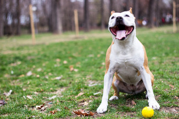 Friendly Dog having a big smile