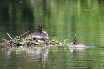 Haubentaucherpaar und Libelle