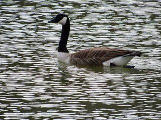 canada goose