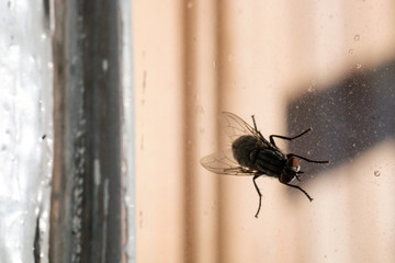a fly on the glass window
