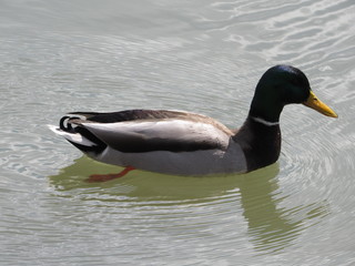 Duck on the Lake 