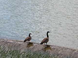 Fine Feathered Friends hanging out 