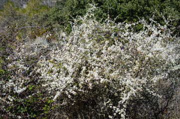 Animales y naturaleza en españa