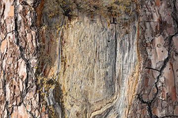 Empty frame carved on a tree trunk bark, copy space, closeup view