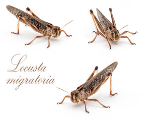 Locusta migratoria, Heuschrecke, essbare Insekten.