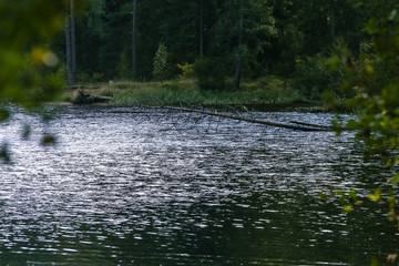 river with shore near pine forest; summer day at the waters in nature; dry tree fell into the river