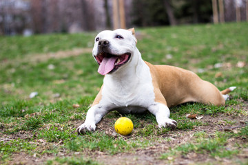 Friendly Dog having a big smile
