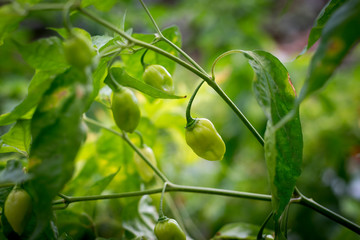 Green chile plants in orchard, horizontal