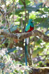 Quetzal