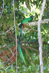 Quetzal