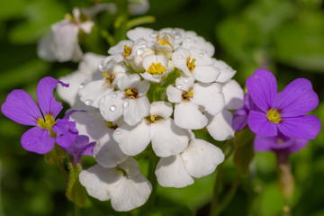 White and purple flowers against green background.