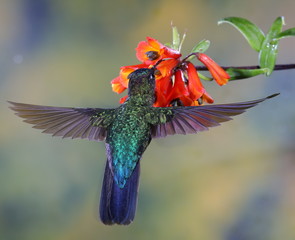 Colibri