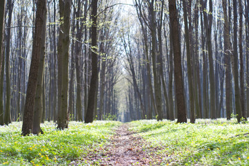 Spring Pathway in Forest with grass and early flowers