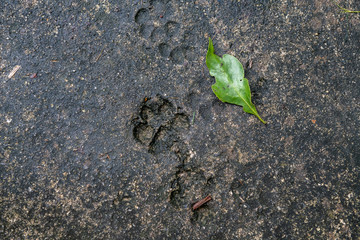 Traces from animals, dogs, cats on asphalt. Traces of animals in street tiles, textures and backgrounds, gray concrete, green leaf.