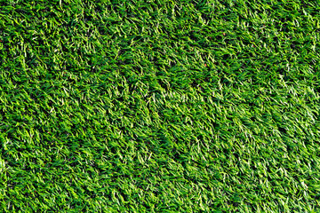 Green grass on a field. Natural background