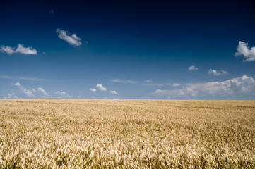Wide wheat field with blue sky and clouds