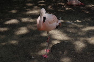 Flamant rose