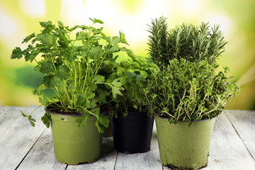 Homegrown and aromatic herbs in old clay pots