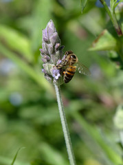 A honey bee on a lavender plant flower at the Botanical Garden, Cordoba, Argentina.