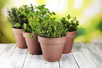 Homegrown and aromatic herbs in old clay pots