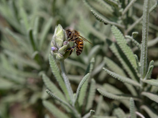 A honey bee on a lavender plant flower at the Botanical Garden, Cordoba, Argentina.