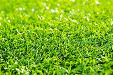 Green grass on a field. Natural background